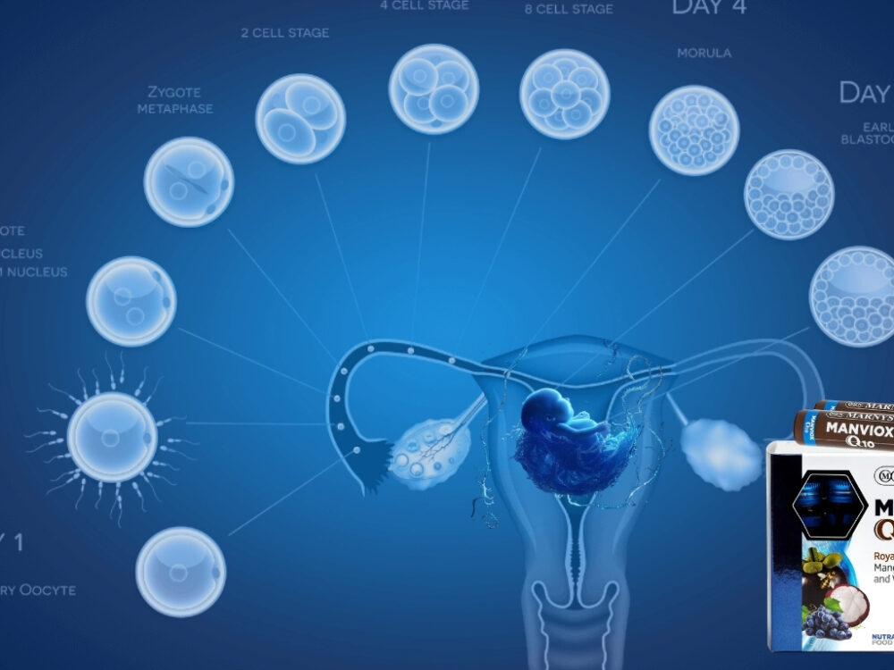 “Manviox Q10: The Fertility Game-Changer Boosting IVF Success Rates Naturally!”